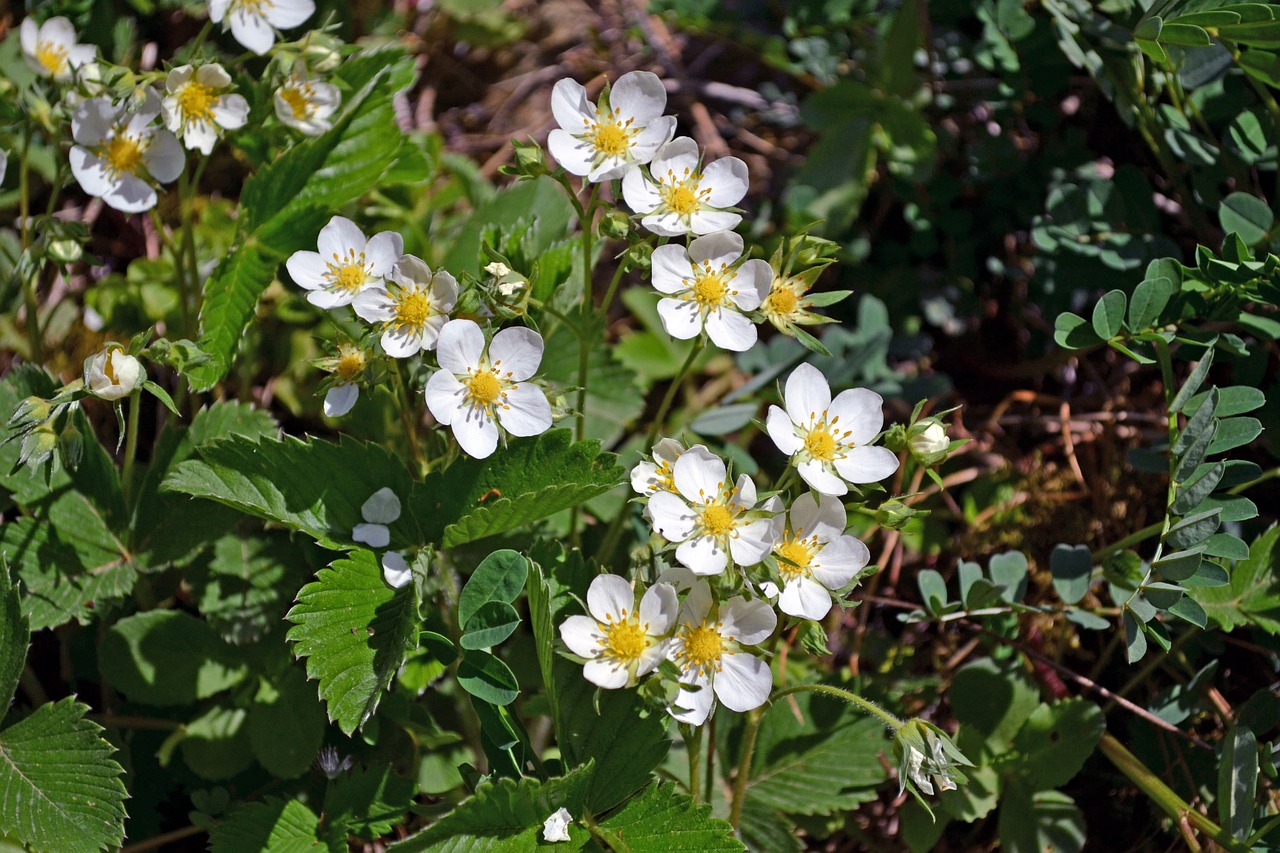 Coltivare Le Fragole Di Bosco Fragoline Di Bosco In Vaso