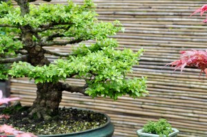 Centro specializzato bonsai Belluno