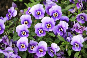 pansè viola