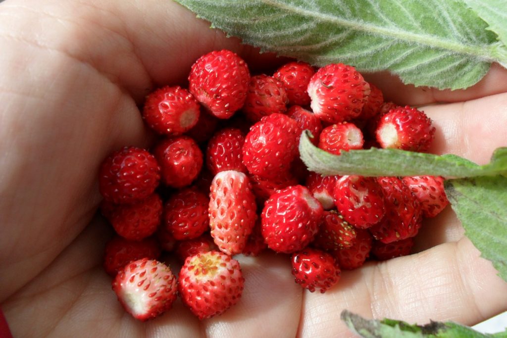 Coltivare Le Fragole Di Bosco Fragoline Di Bosco In Vaso