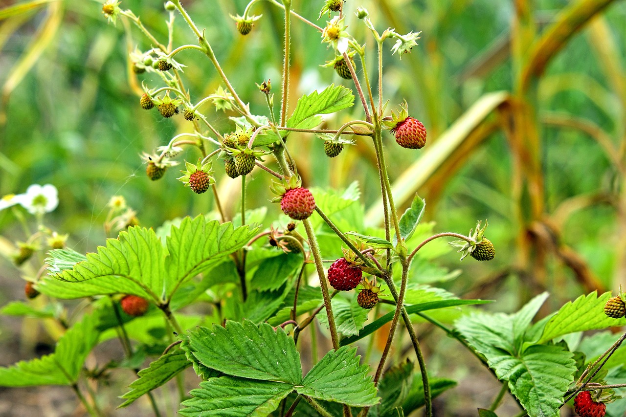 Coltivare Fragoline Di Bosco Vivaio Scariot