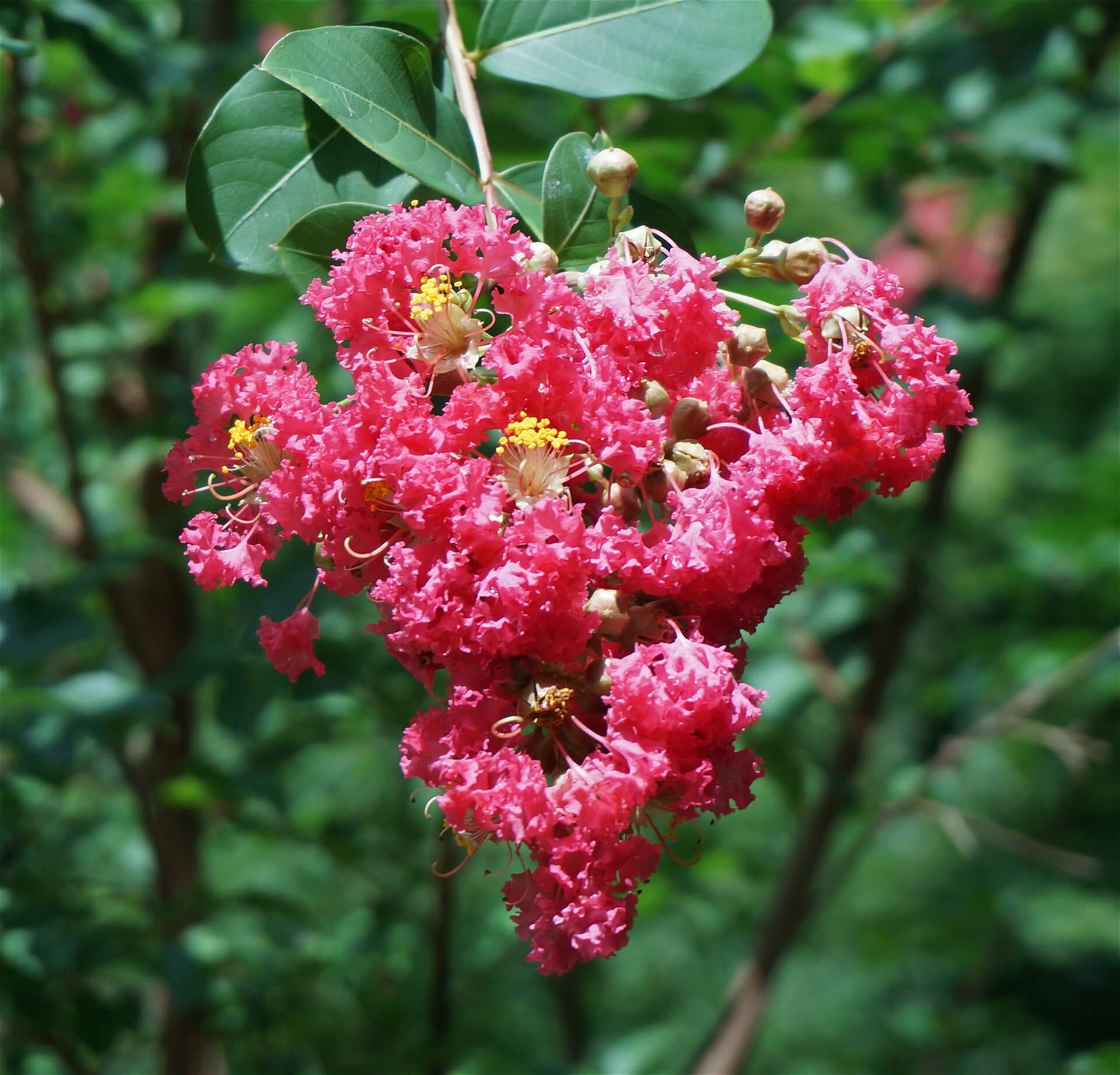 Crape Myrtle растение